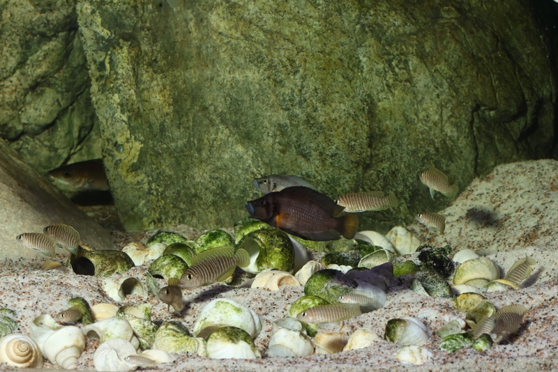 Altolamprologus sp. 'compressiceps shell' Sumbu